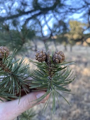 Pinus cembroides