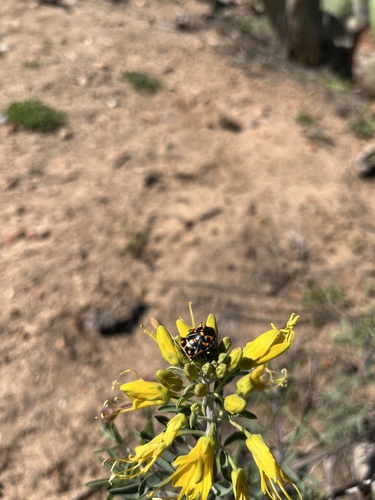 Bladderpod seedling