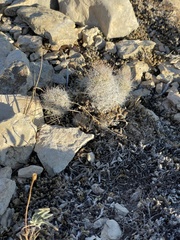 Escobaria tuberculosa