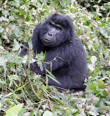 Gorilla beringei beringei