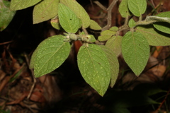 Solanum densevestitum