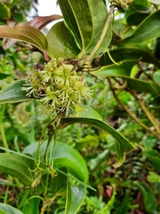 Smilax melastomifolia