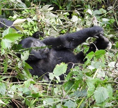 Gorilla beringei beringei