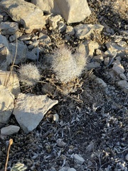 Escobaria tuberculosa