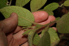 Solanum densevestitum