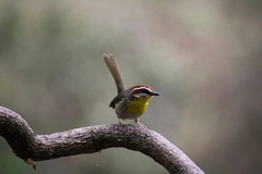 Basileuterus rufifrons