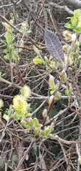 Salix sitchensis