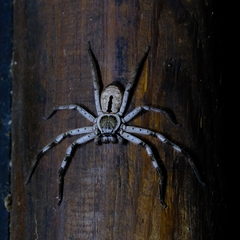 Holconia immanis