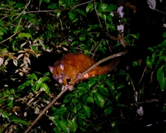 Trichosurus johnstonii