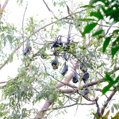 Pteropus conspicillatus