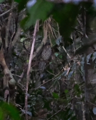 Scenopoeetes dentirostris