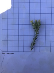 Brachyglottis cassinioides