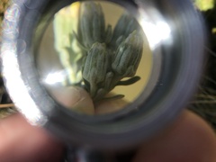 Brachyglottis cassinioides