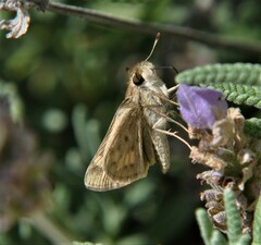 Hylephila phyleus phyleus