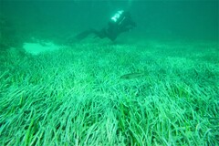 Olisthops cyanomelas