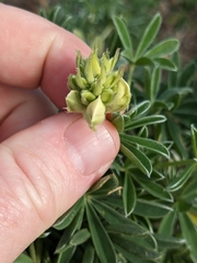 Lupinus arboreus