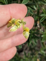 Lupinus arboreus