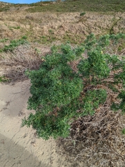 Lupinus arboreus