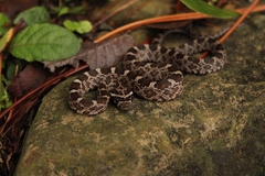 Pantherophis emoryi