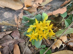 Sedum palmeri