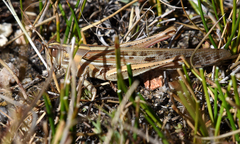 Schistocerca americana