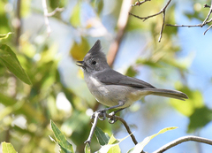 Baeolophus inornatus cineraceus