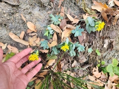 Sedum palmeri