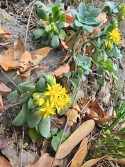 Sedum palmeri