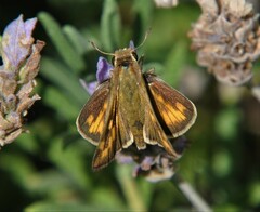 Hylephila phyleus phyleus