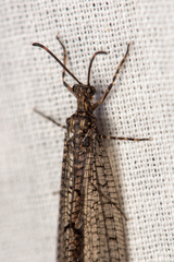 Glenoleon pulchellus