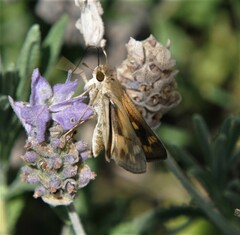 Hylephila phyleus phyleus