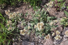 Phacelia heterophylla