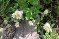Phacelia heterophylla