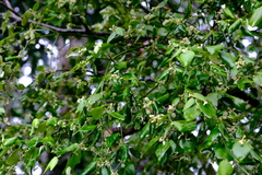 Notothixos subaureus