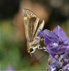 Hylephila phyleus phyleus
