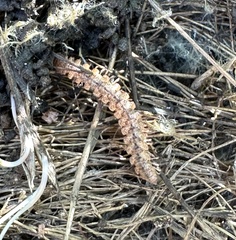 Nearctodesmidae