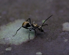 Polyrhachis foreli