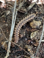 Nearctodesmidae