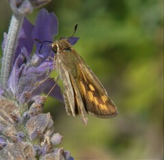 Hylephila phyleus phyleus