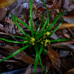 Apostasia wallichii