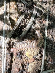 Nearctodesmidae