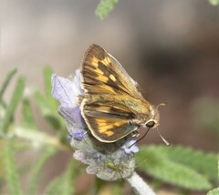 Hylephila phyleus phyleus