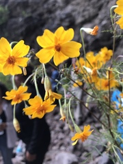 Tagetes lunulata
