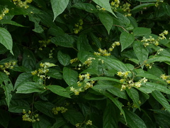 Microcos paniculata