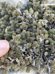 Selaginella wrightii