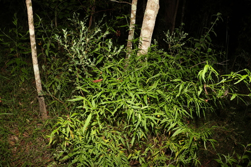 Image of Opercularia aspera by (c) Greg Tasney, some rights reserved (CC BY-SA)