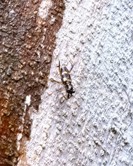 Distipsidera sericea