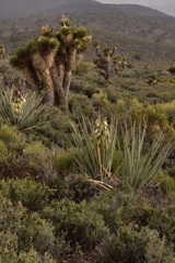 Yucca baccata baccata