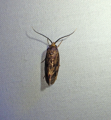 Pycnocera hypoxantha