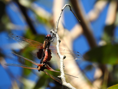 Tramea stenoloba